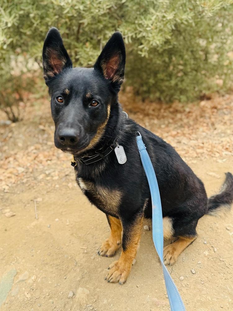 Enlarge Bowie, a Adoptable mixed breed in Shingle Springs, CA image 4/4