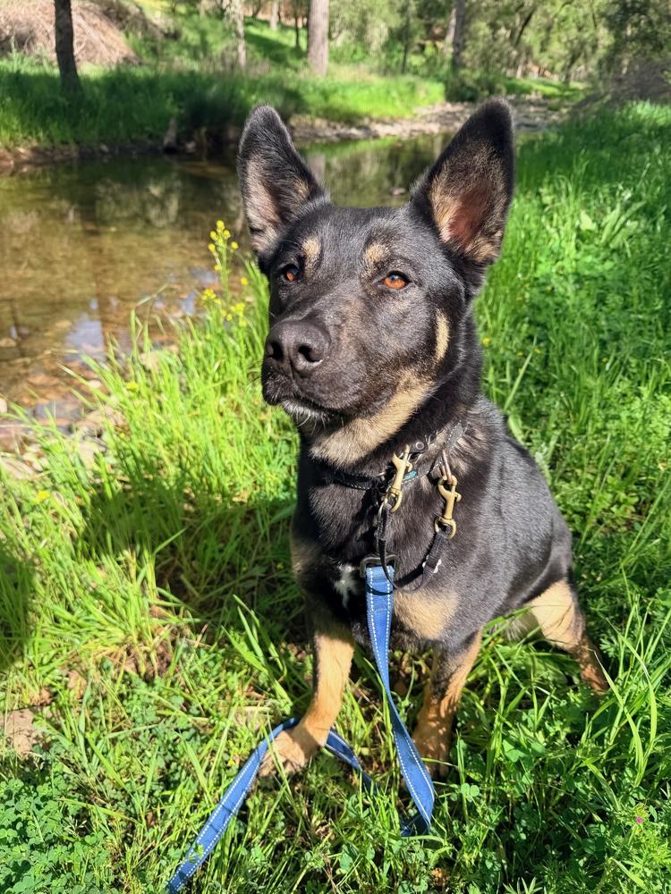 Enlarge Bowie, a Adoptable mixed breed in Shingle Springs, CA image 2/6