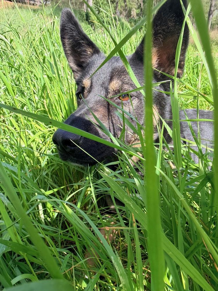 Enlarge Bowie, a Adoptable mixed breed in Shingle Springs, CA image 3/6