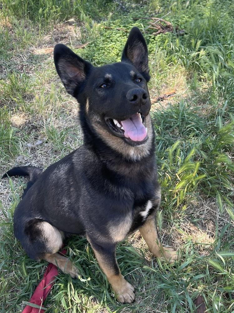 Enlarge Bowie, a Adoptable mixed breed in Shingle Springs, CA image 5/6