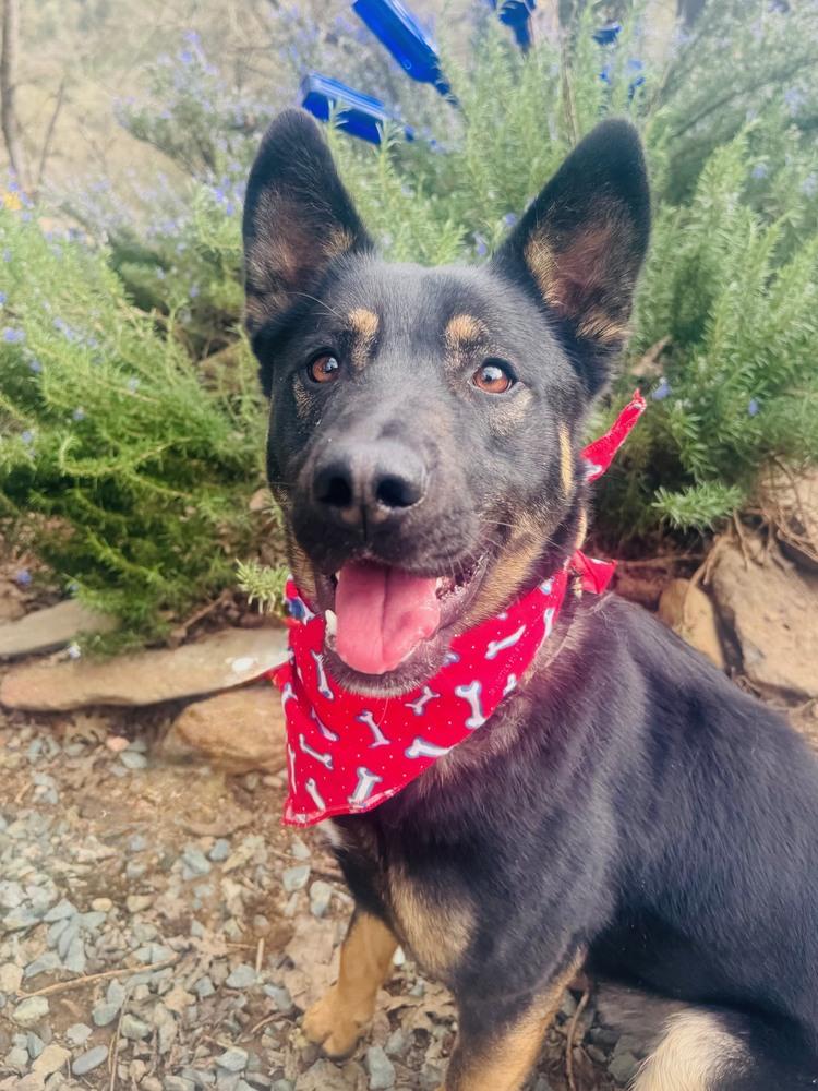 Enlarge Bowie, a Adoptable mixed breed in Shingle Springs, CA image 4/6