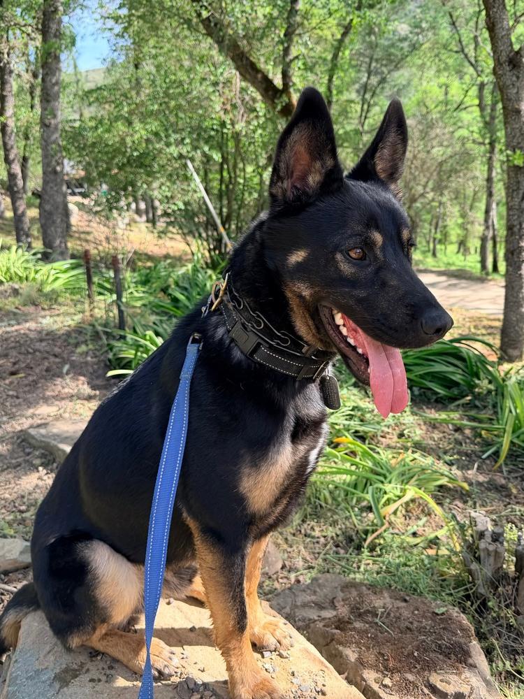 Enlarge Bowie, a Adoptable mixed breed in Shingle Springs, CA image 6/6
