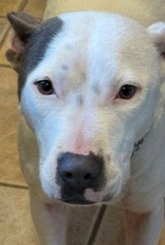 Freya *Cross Post*, Adoptable, Young Female Pit Bull Terrier.