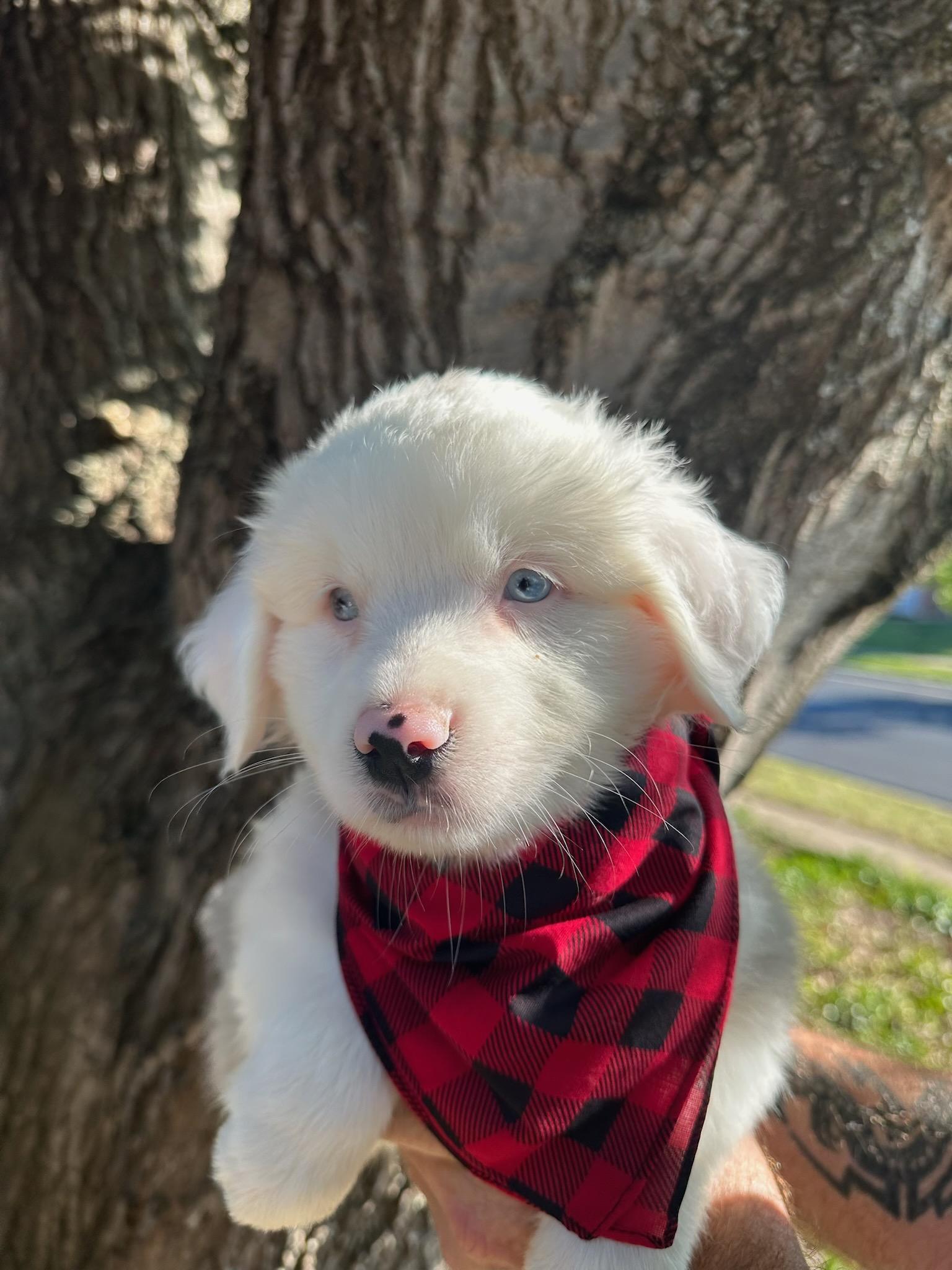 Miko ***Courtesy Posting***, Adopted, Puppy Female Australian Shepherd.