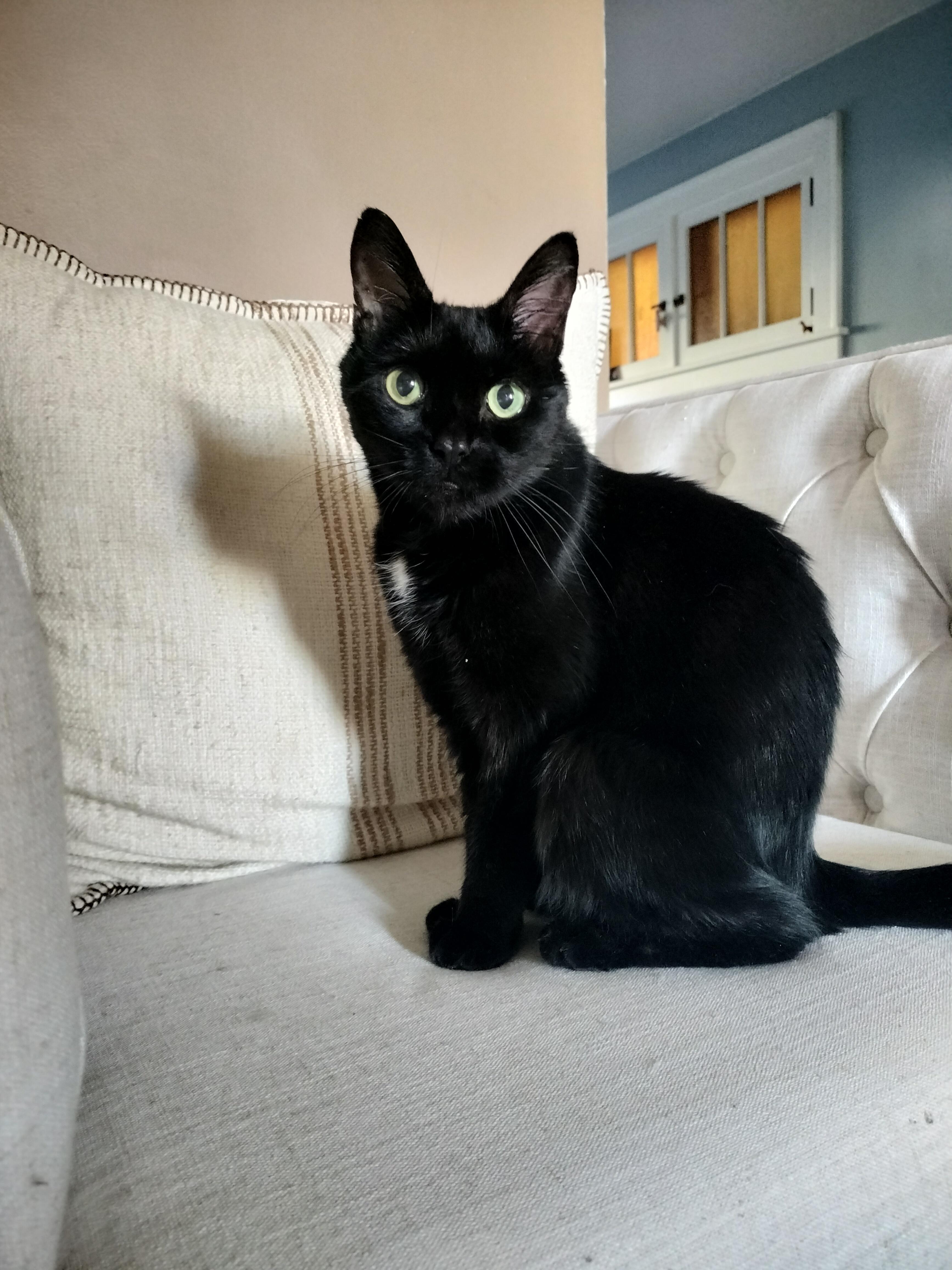 Lola, Adoptable, Senior Female Domestic Short Hair.