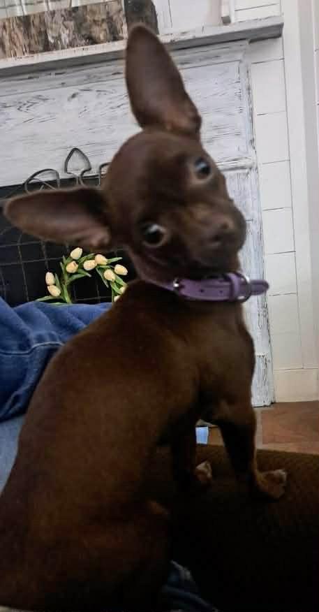Hershey, Adopted, Young Female Chihuahua.