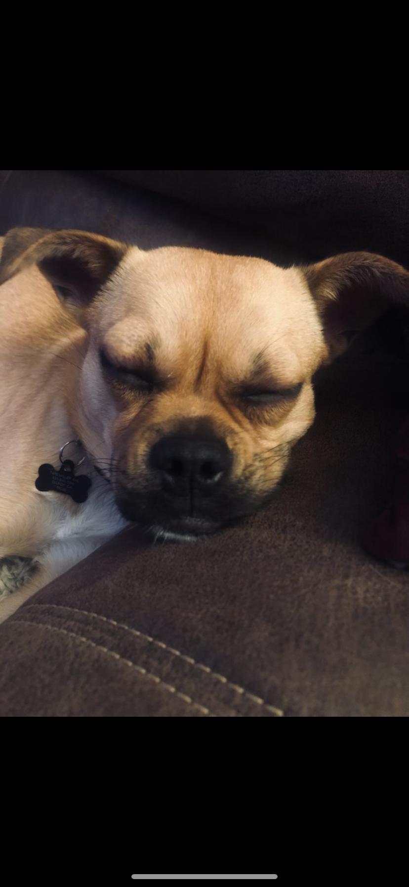 Enlarge Hazel, a ADOPTABLE mixed breed in Gilroy, CA image 4/4