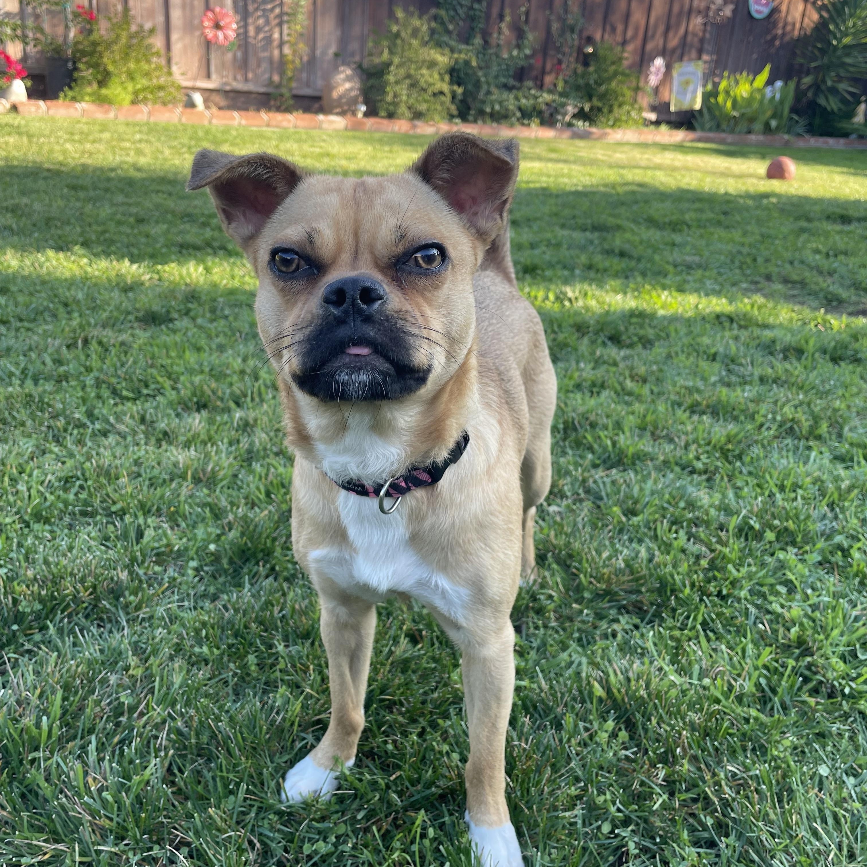 Hazel, a ADOPTABLE mixed breed in Gilroy, CA image 1/2