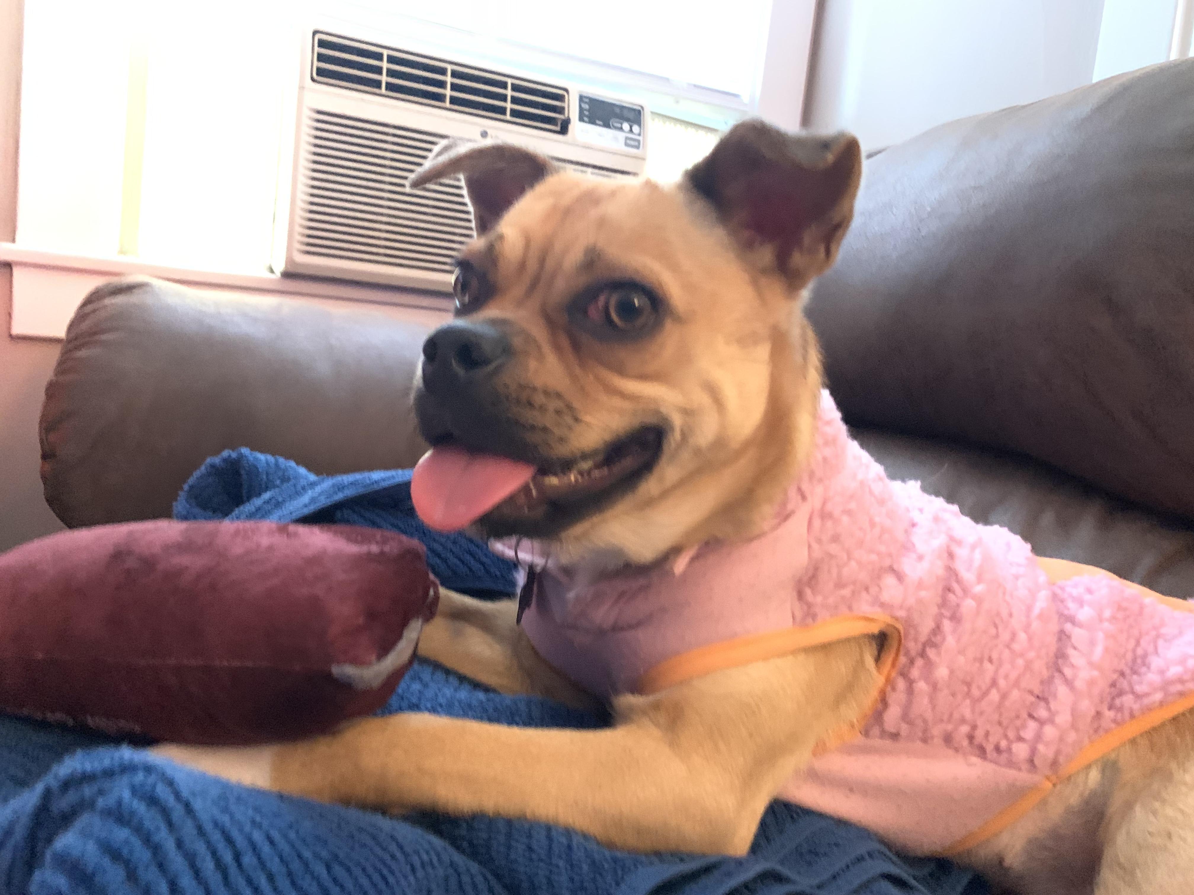Hazel, ADOPTABLE, Young Female Pug & Jack Russell Terrier.