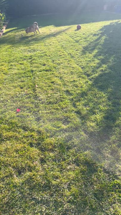 Enlarge Hazel, a ADOPTABLE mixed breed in Gilroy, CA video 2/2