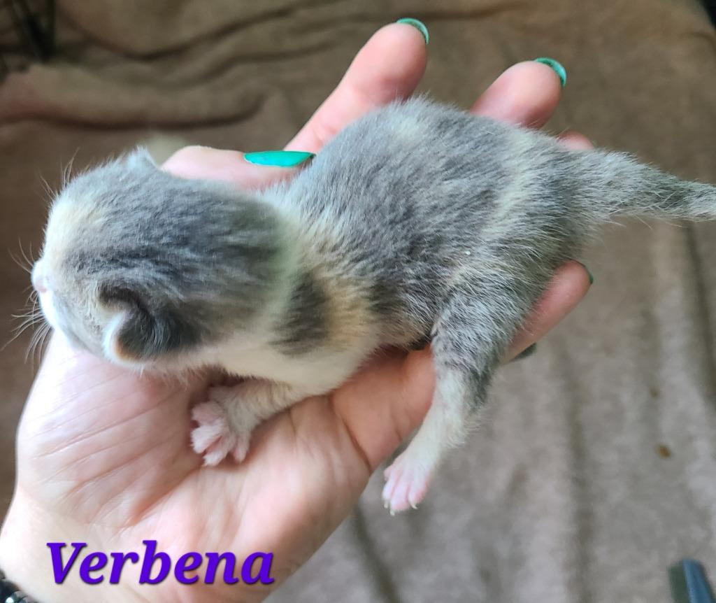 Verbena, Adoptable, Kitten Female Domestic Short Hair.