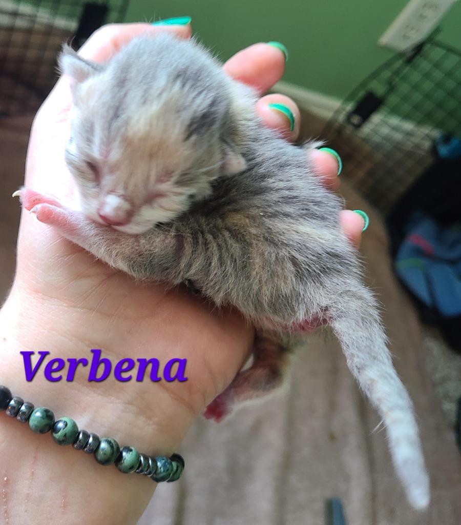Enlarge Verbena, a Adoptable mixed breed in Portland, IN image 5/5