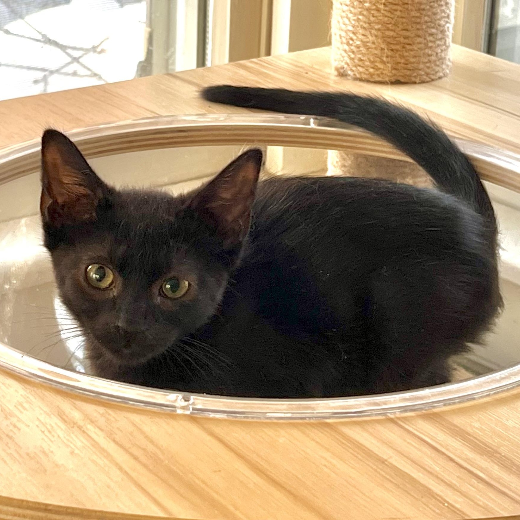 Anouk, adopted, Kitten Female Domestic Short Hair.