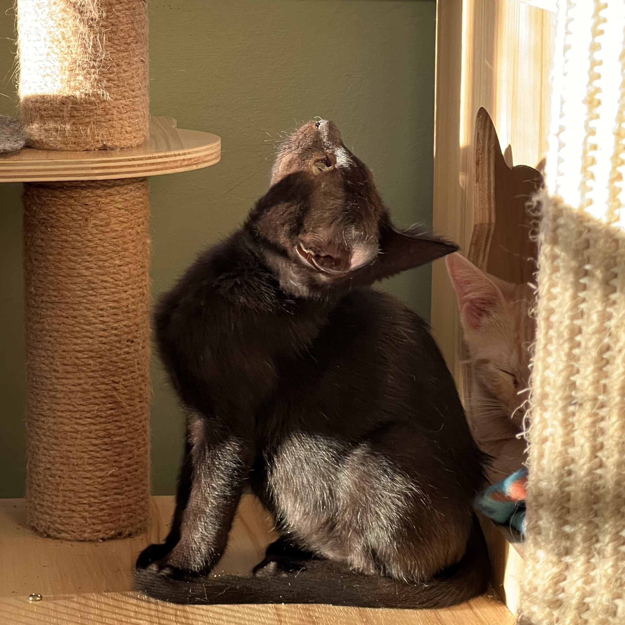 Enlarge Anouk, an adopted Domestic Short Hair in Maplewood, NJ image 4/4