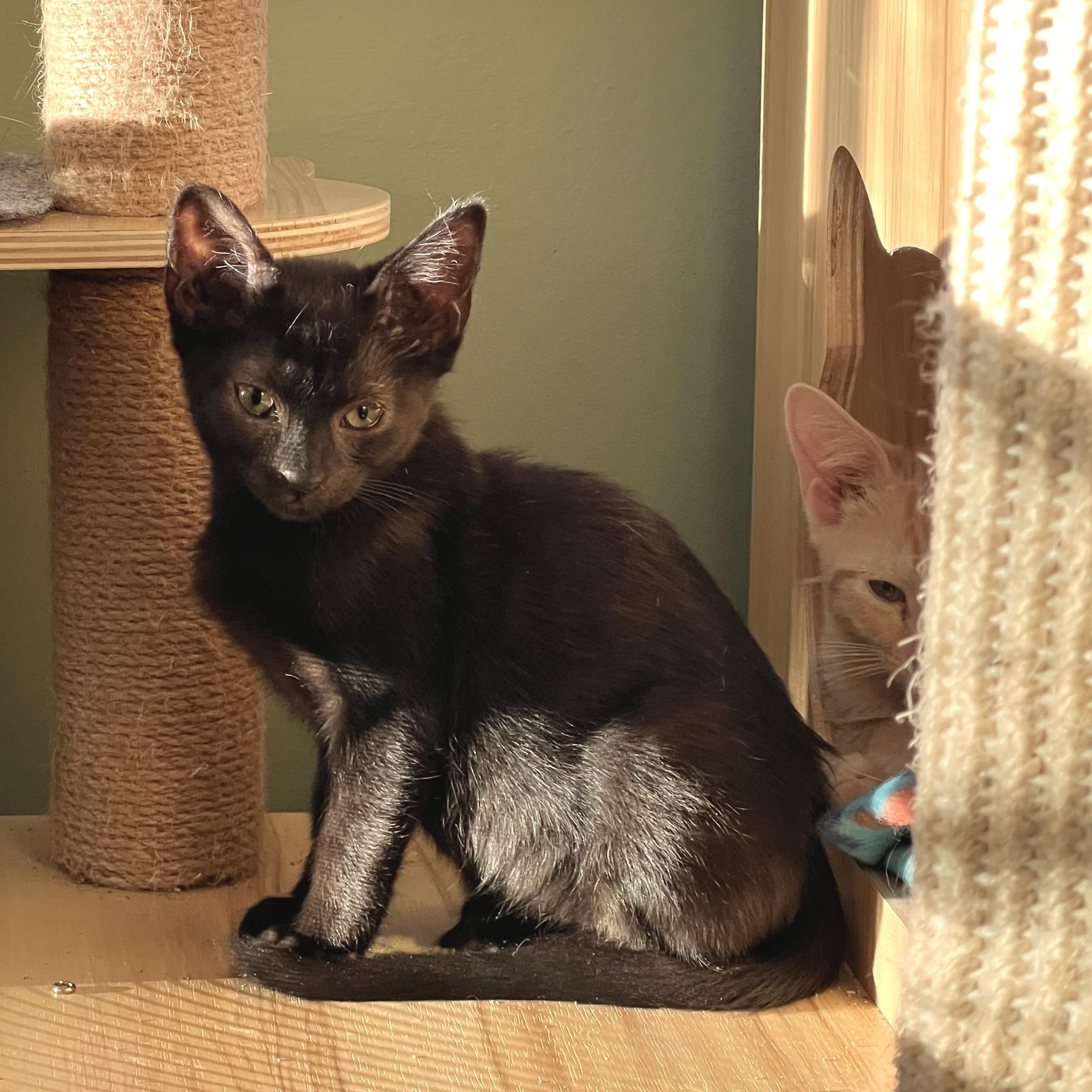 Enlarge Anouk, an adopted Domestic Short Hair in Maplewood, NJ image 2/4