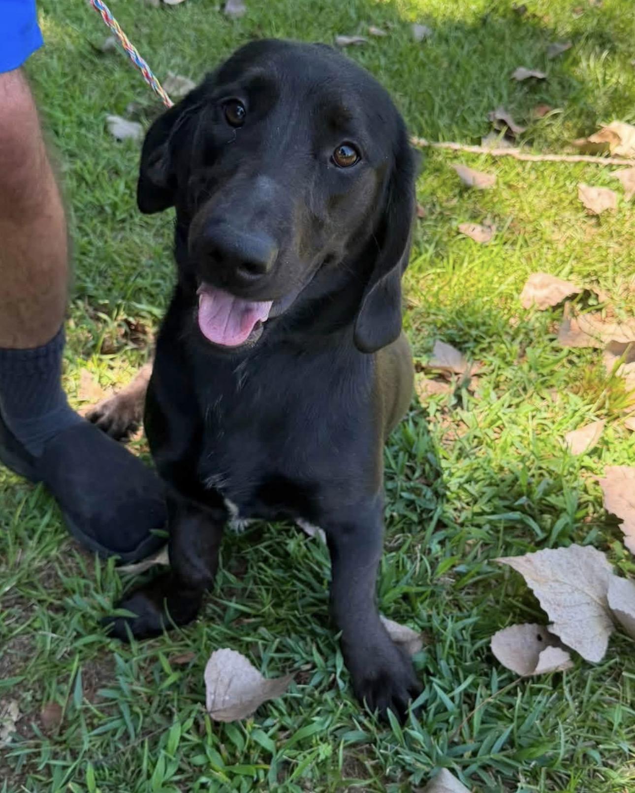 Enlarge Floppsy, a Adopted mixed breed in Vicksburg, MS image 1/1