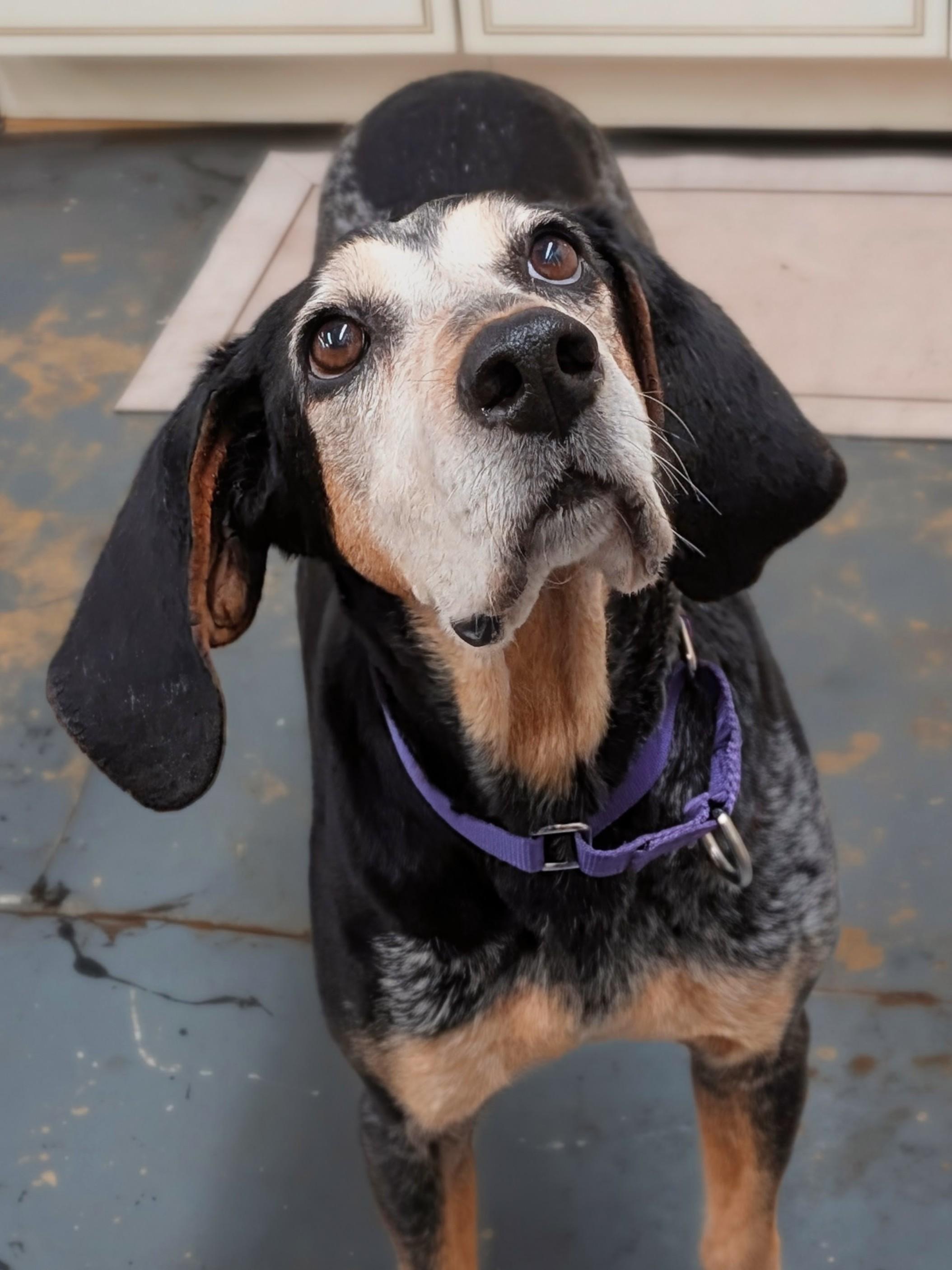 Abigail, Adoptable, Adult Female Bluetick Coonhound.