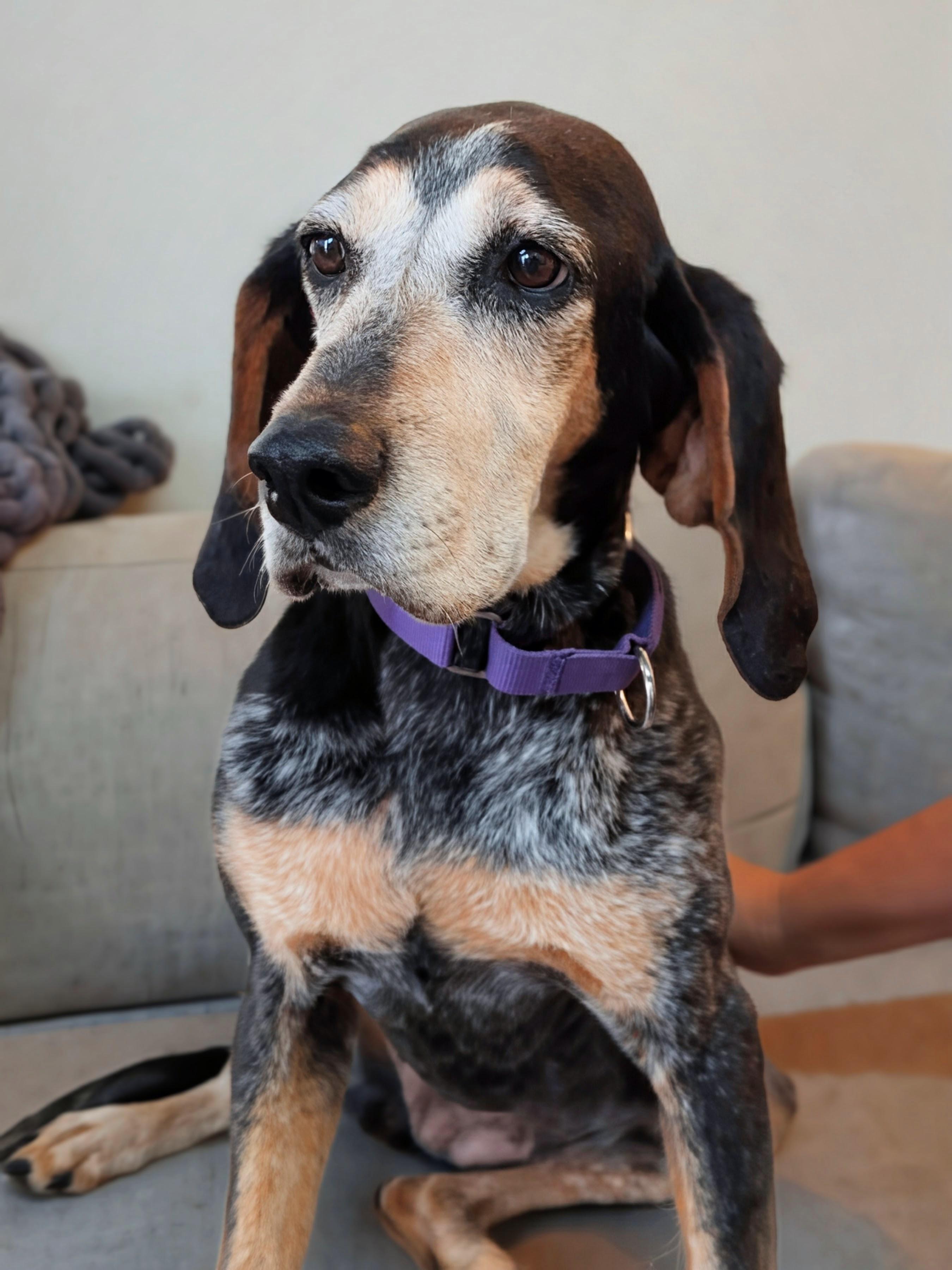 Enlarge Abigail, a Adoptable Bluetick Coonhound in TULSA, OK image 2/6