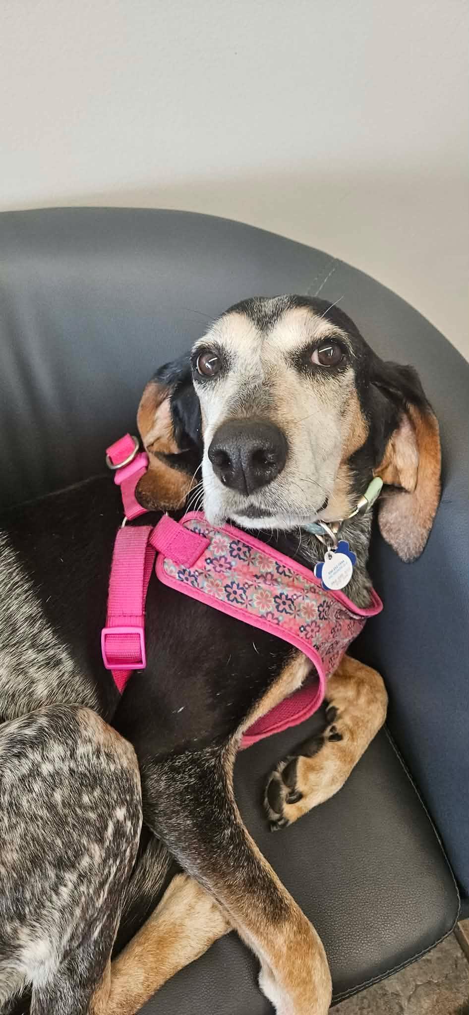 Enlarge Abigail, a Adopted Bluetick Coonhound in TULSA, OK image 3/6