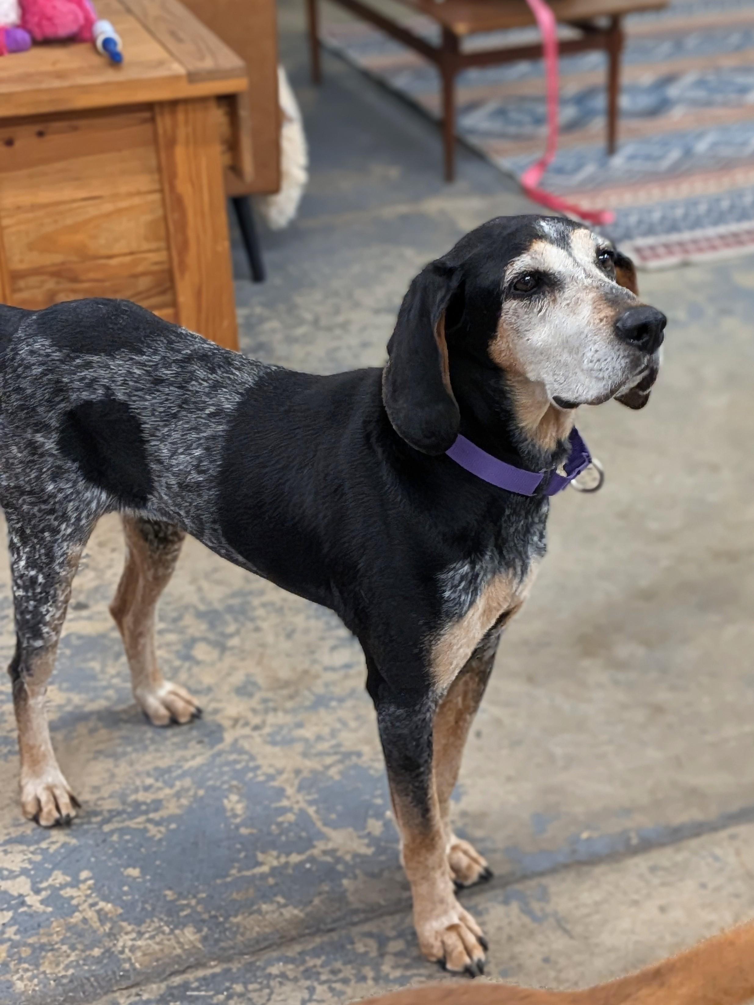 Enlarge Abigail, a Adoptable Bluetick Coonhound in TULSA, OK image 3/6