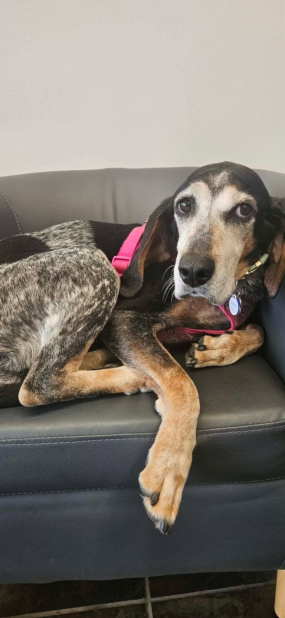 Enlarge Abigail, a Adopted Bluetick Coonhound in TULSA, OK image 4/6