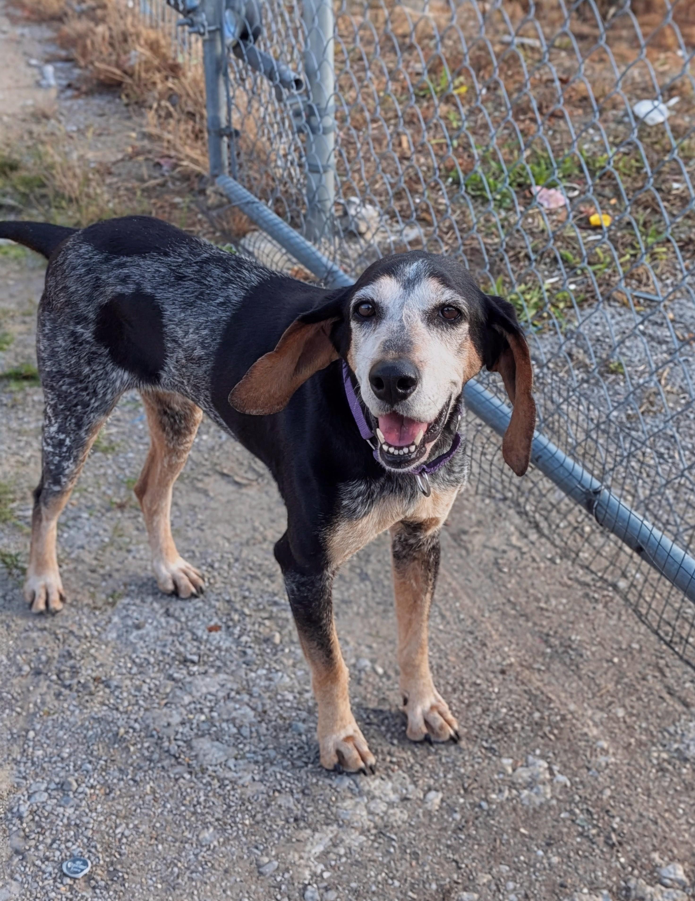 Enlarge Abigail, a Adoptable Bluetick Coonhound in TULSA, OK image 4/6
