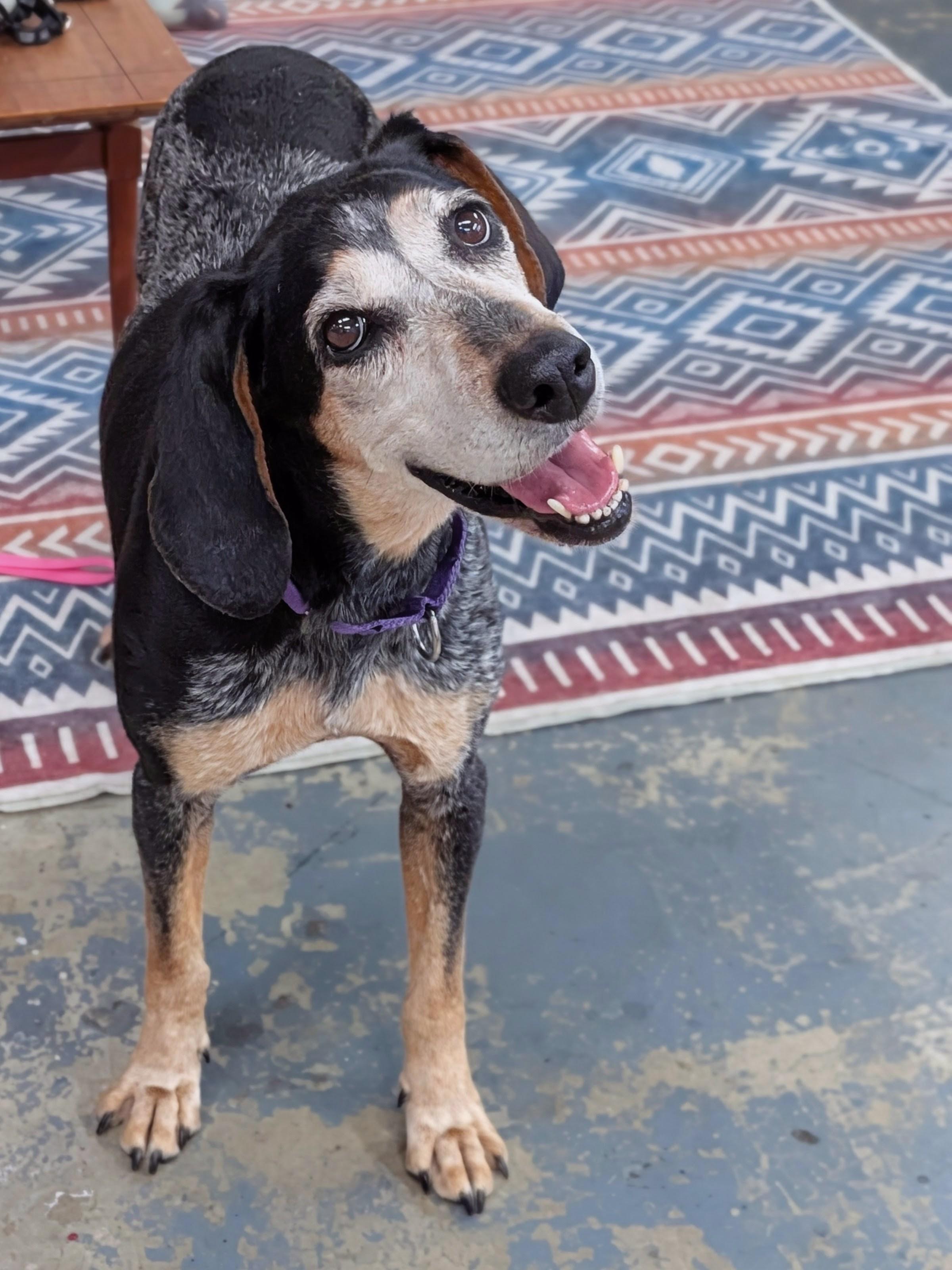 Enlarge Abigail, a Adoptable Bluetick Coonhound in TULSA, OK image 5/6