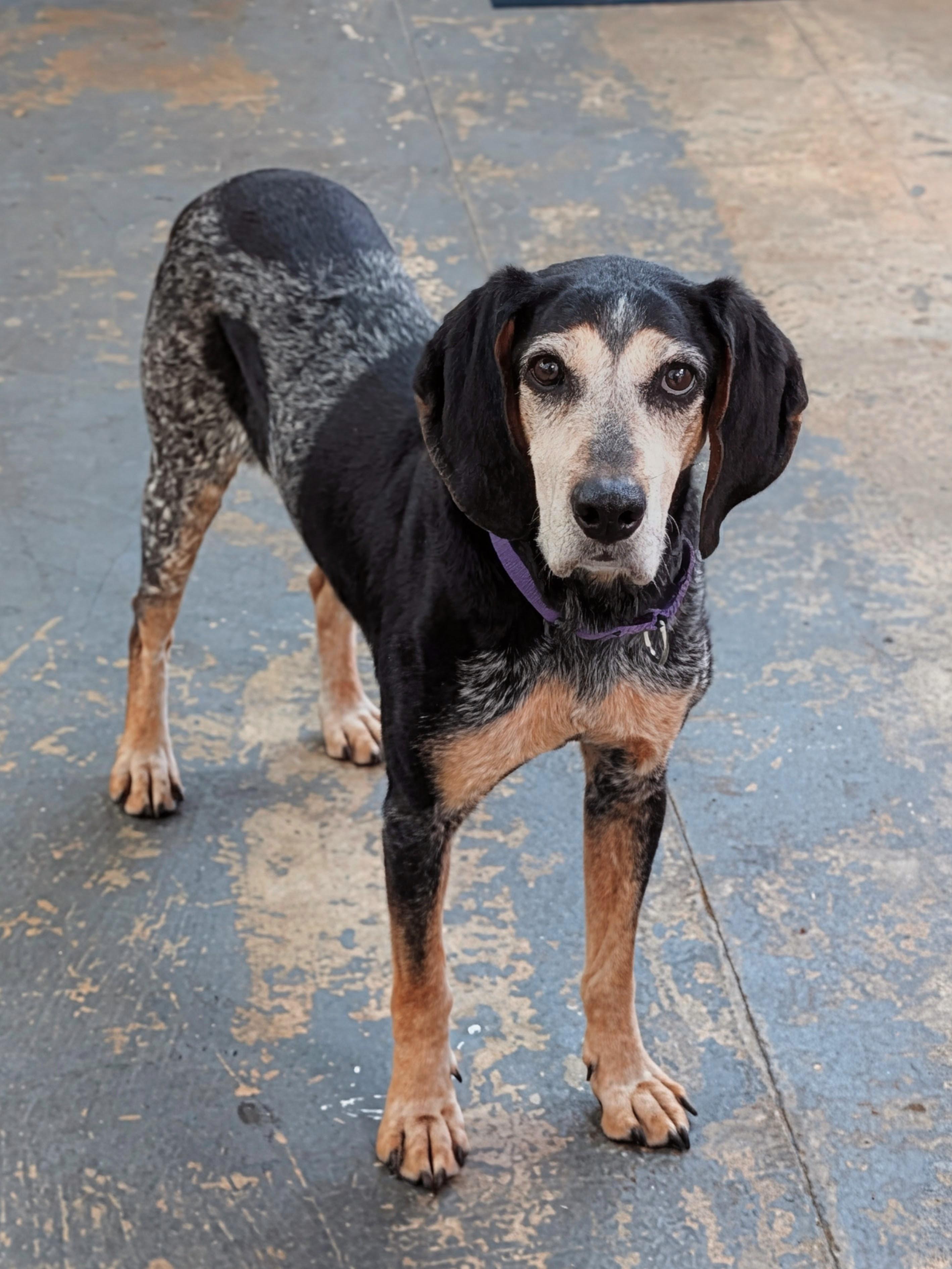 Enlarge Abigail, a Adoptable Bluetick Coonhound in TULSA, OK image 6/6