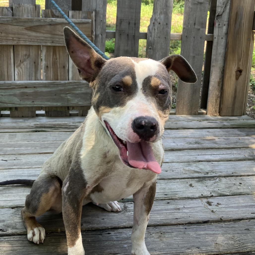 Opal, a Adoptable Mixed Breed in Pulaski, TN image 1/5