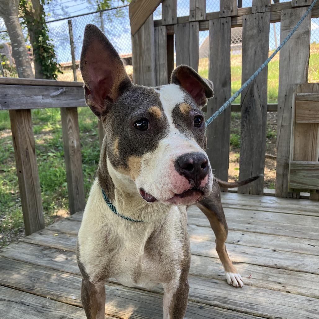 Opal, a Adoptable Mixed Breed in Pulaski, TN image 2/5