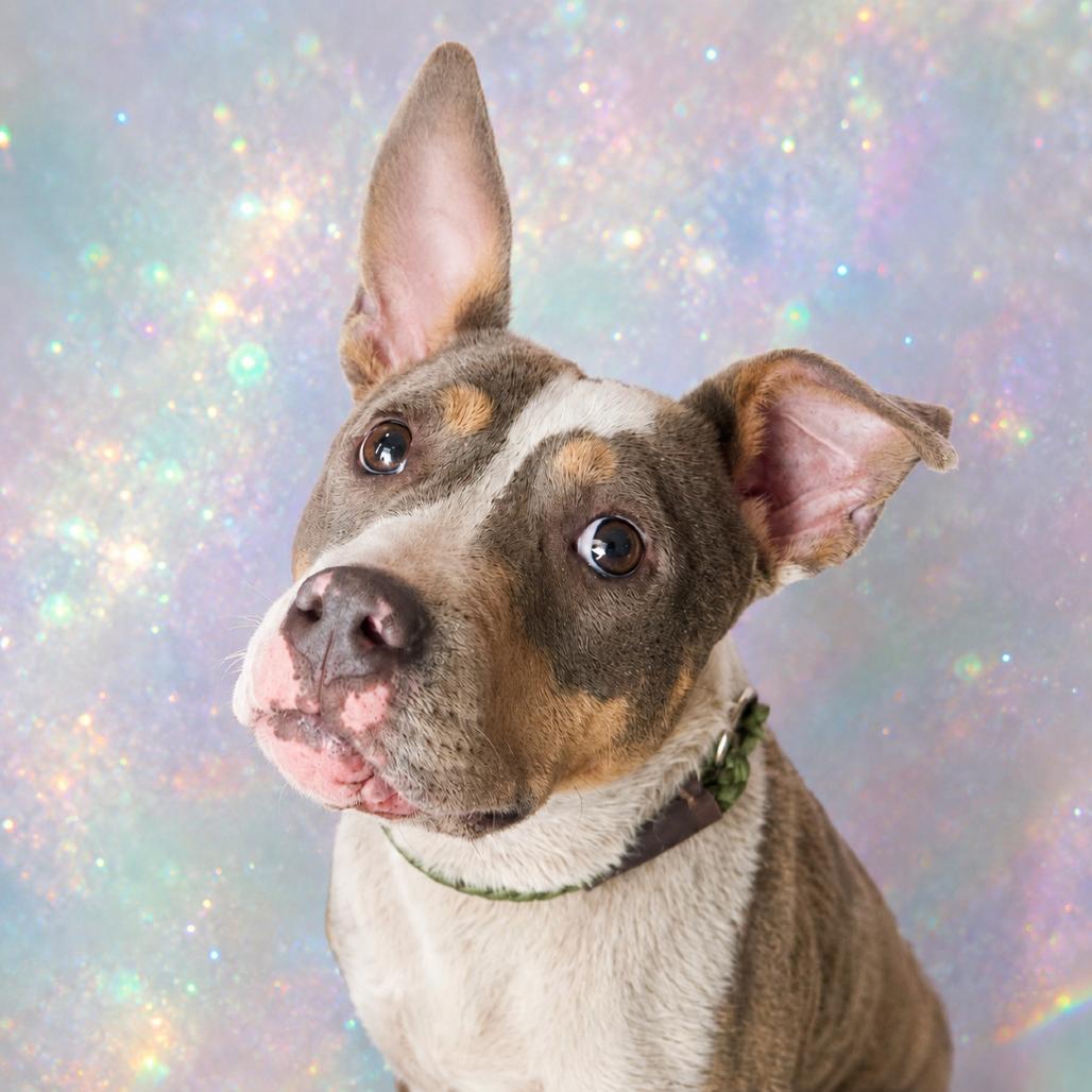 Opal, a Adoptable Mixed Breed in Pulaski, TN image 3/5