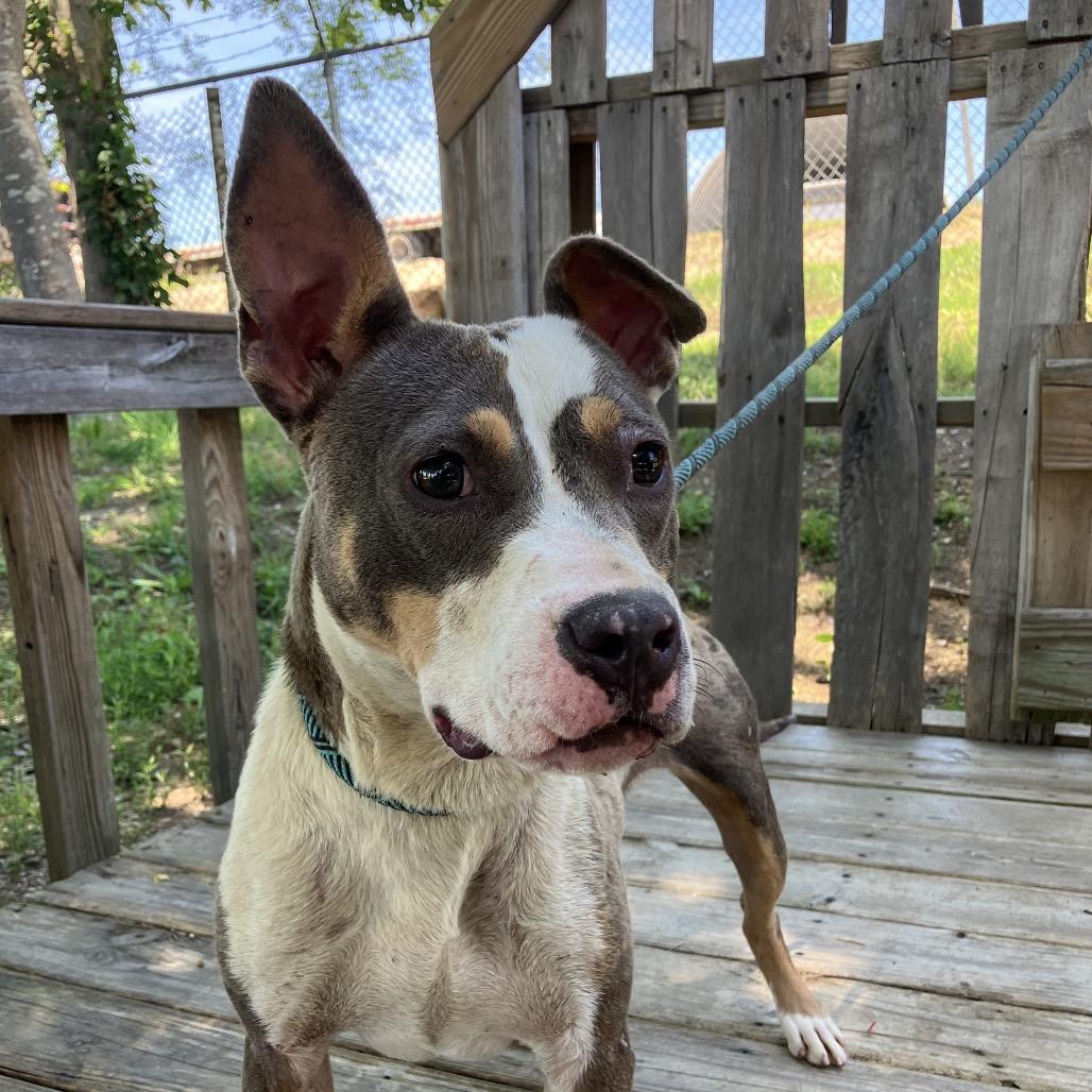 Opal, a Adoptable Mixed Breed in Pulaski, TN image 4/5