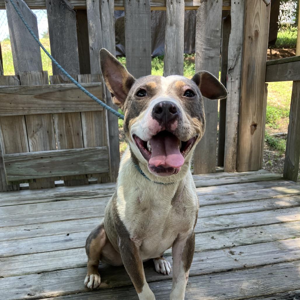 Opal, a Adoptable Mixed Breed in Pulaski, TN image 5/5