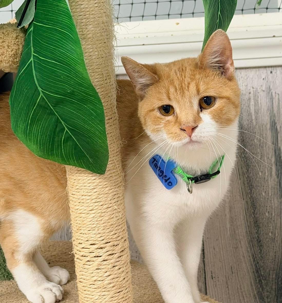 Enlarge Tangelo, a Adoptable Domestic Short Hair in Momence, IL image 1/1