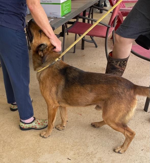 Luke, a Adoptable mixed breed in Cairo, GA image 1/5