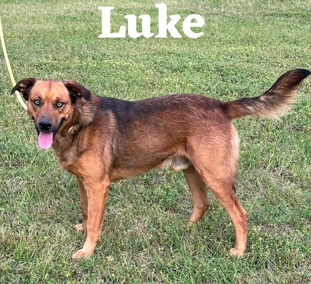 Luke, Adoptable, Adult Male Shepherd.