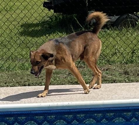 Luke, a Adoptable mixed breed in Cairo, GA image 3/5