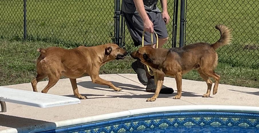 Luke, a Adoptable mixed breed in Cairo, GA image 4/5