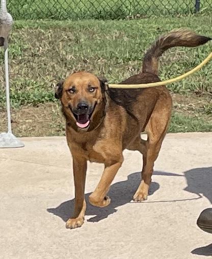 Luke, Adoptable, Adult Male Shepherd.