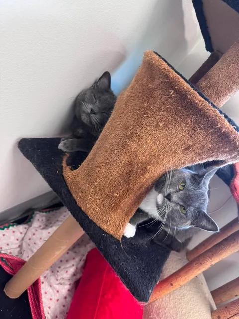 Enlarge Checkers & Smokey, a ADOPTABLE Domestic Short Hair in Cherryfield, ME image 1/3
