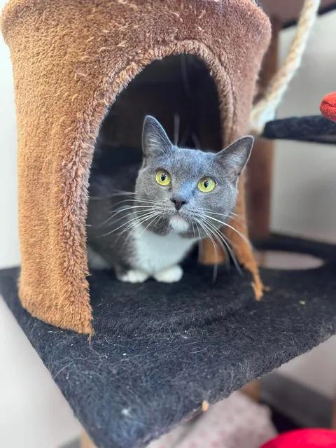 Enlarge Checkers & Smokey, a ADOPTABLE Domestic Short Hair in Cherryfield, ME image 2/3