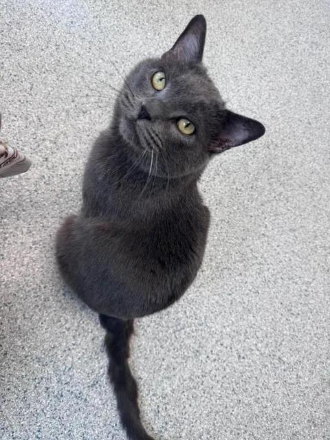 Enlarge Checkers & Smokey, a ADOPTABLE Domestic Short Hair in Cherryfield, ME image 3/3