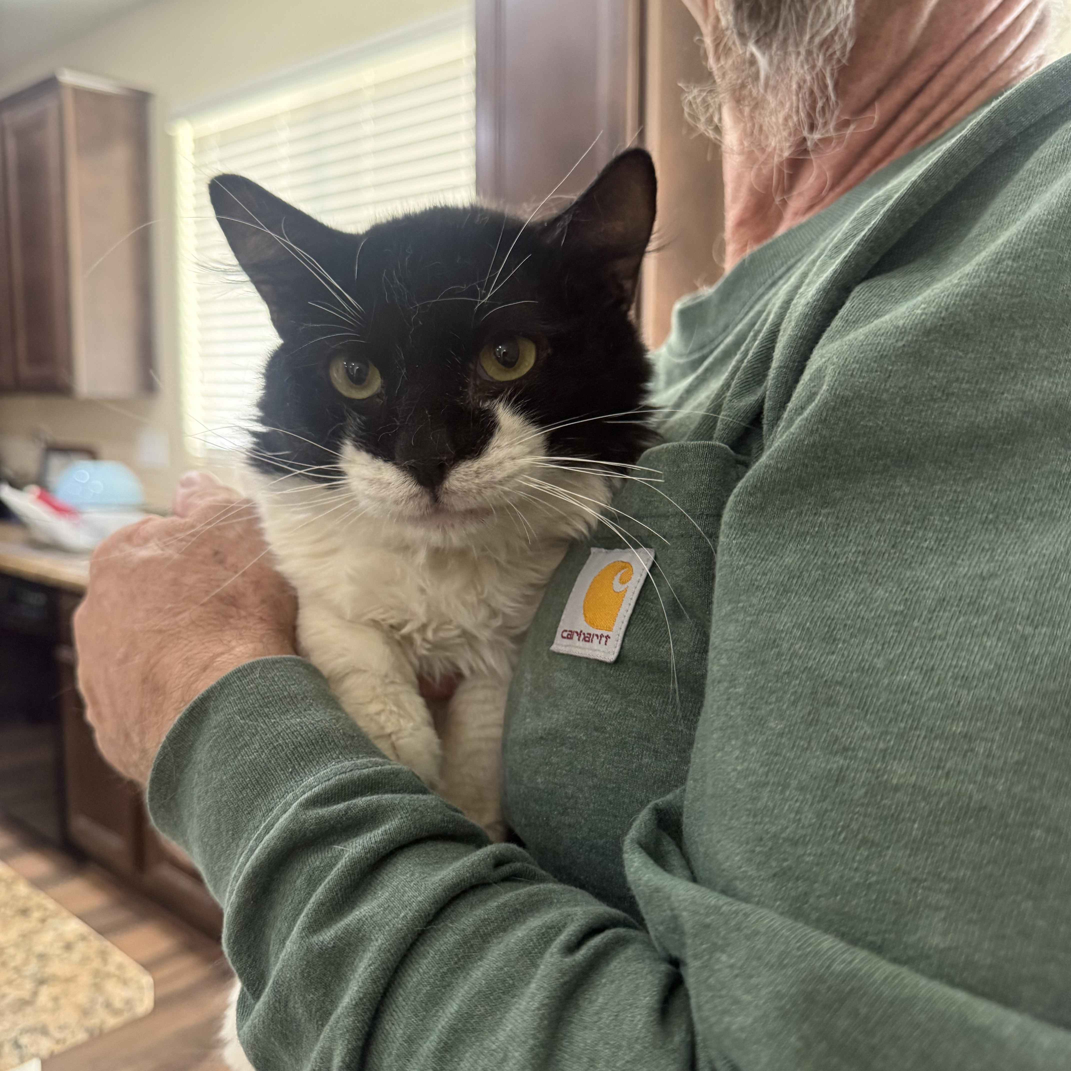 Justice, ADOPTABLE, Adult Male Tuxedo.