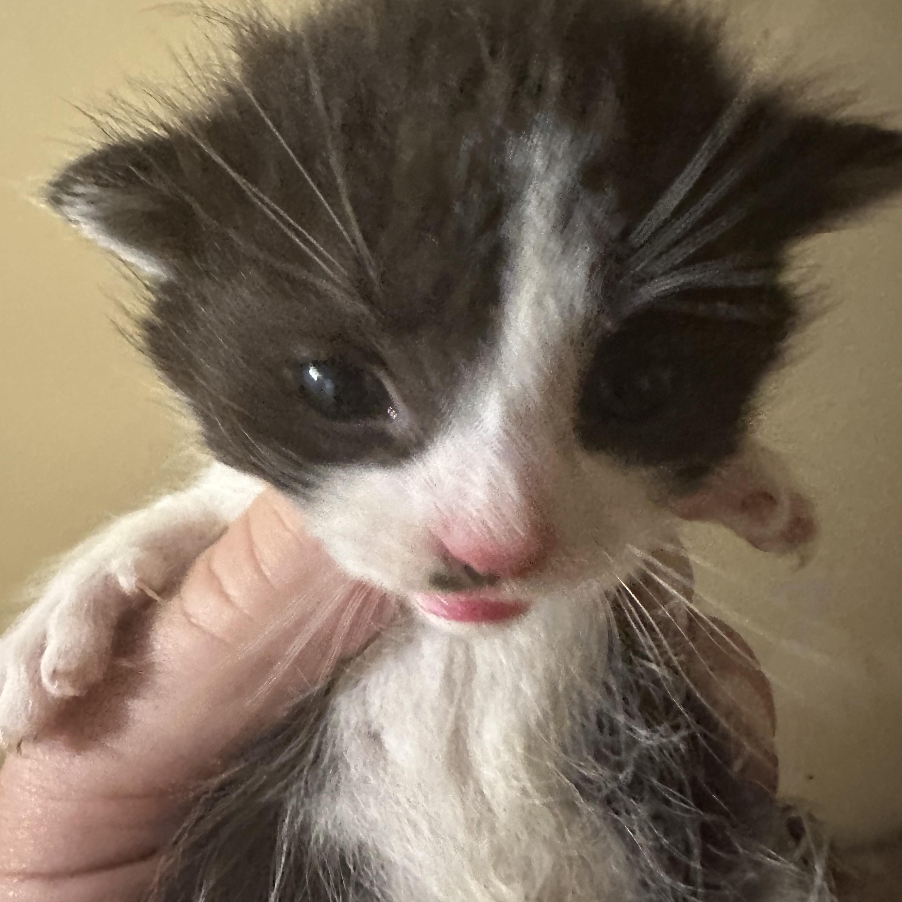 Enlarge Donatello, a Adopted Tuxedo in Winnipeg, MB image 1/1