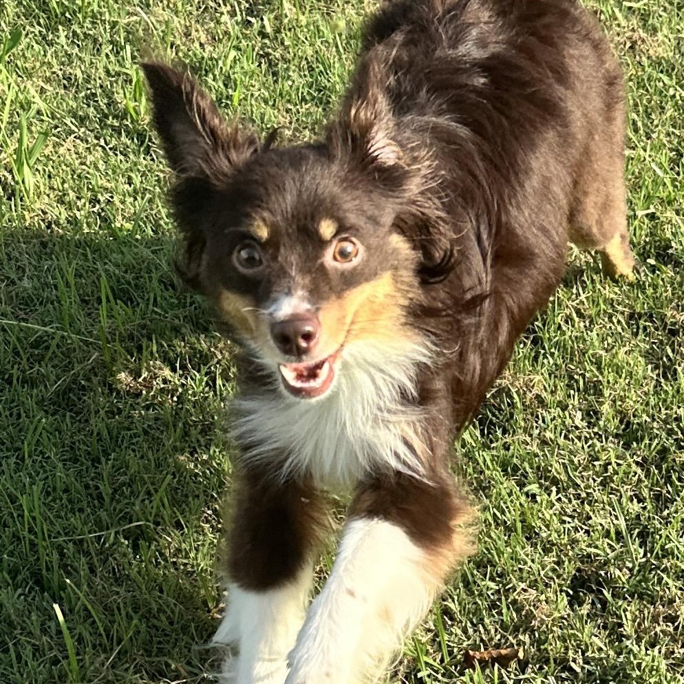 Enlarge Fifi LeFleur, a Adoptable Australian Shepherd in Thompson's Station, TN image 2/3