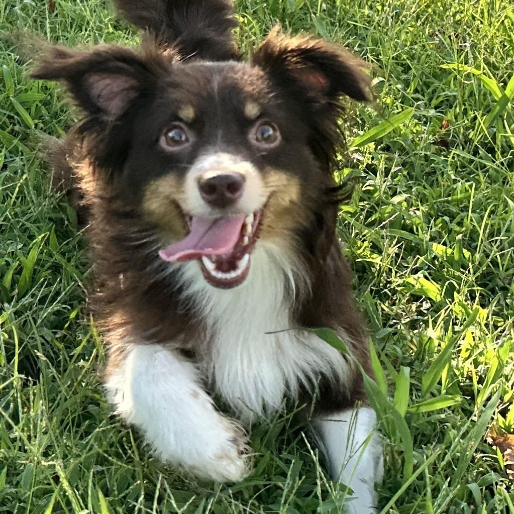 Fifi LeFleur, Adoptable, Adult Female Australian Shepherd.