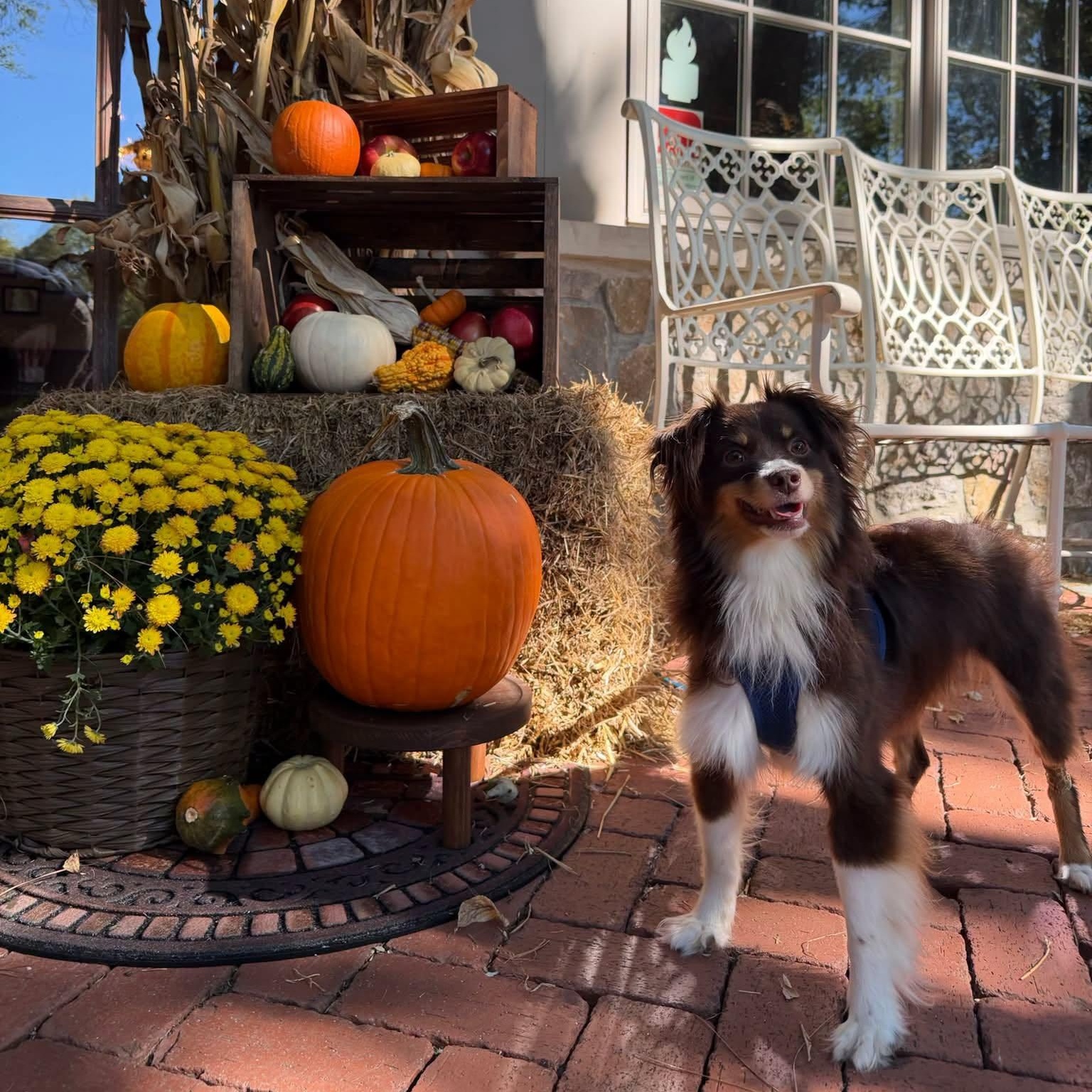 Enlarge Fifi LeFleur, a Adoptable Australian Shepherd in Thompson's Station, TN image 3/3