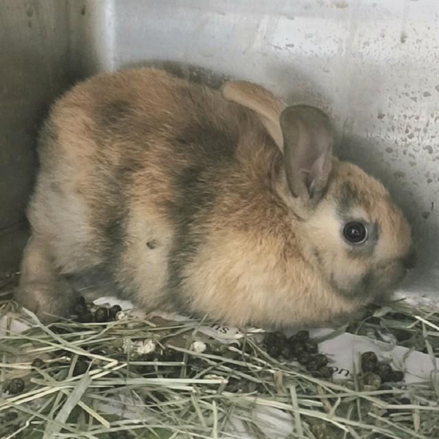 SAM, Adoptable, Adult Female Bunny Rabbit.