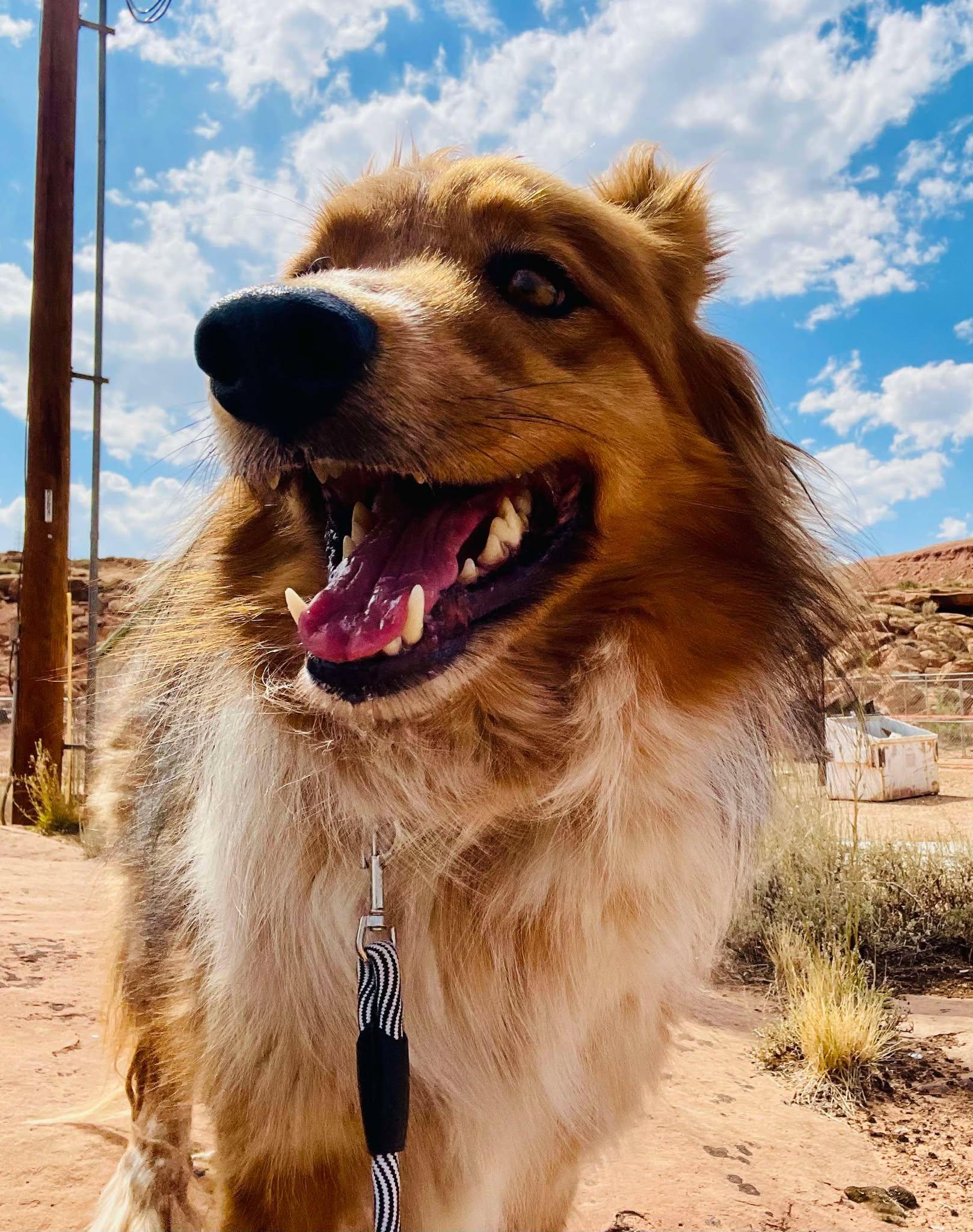 Maverick