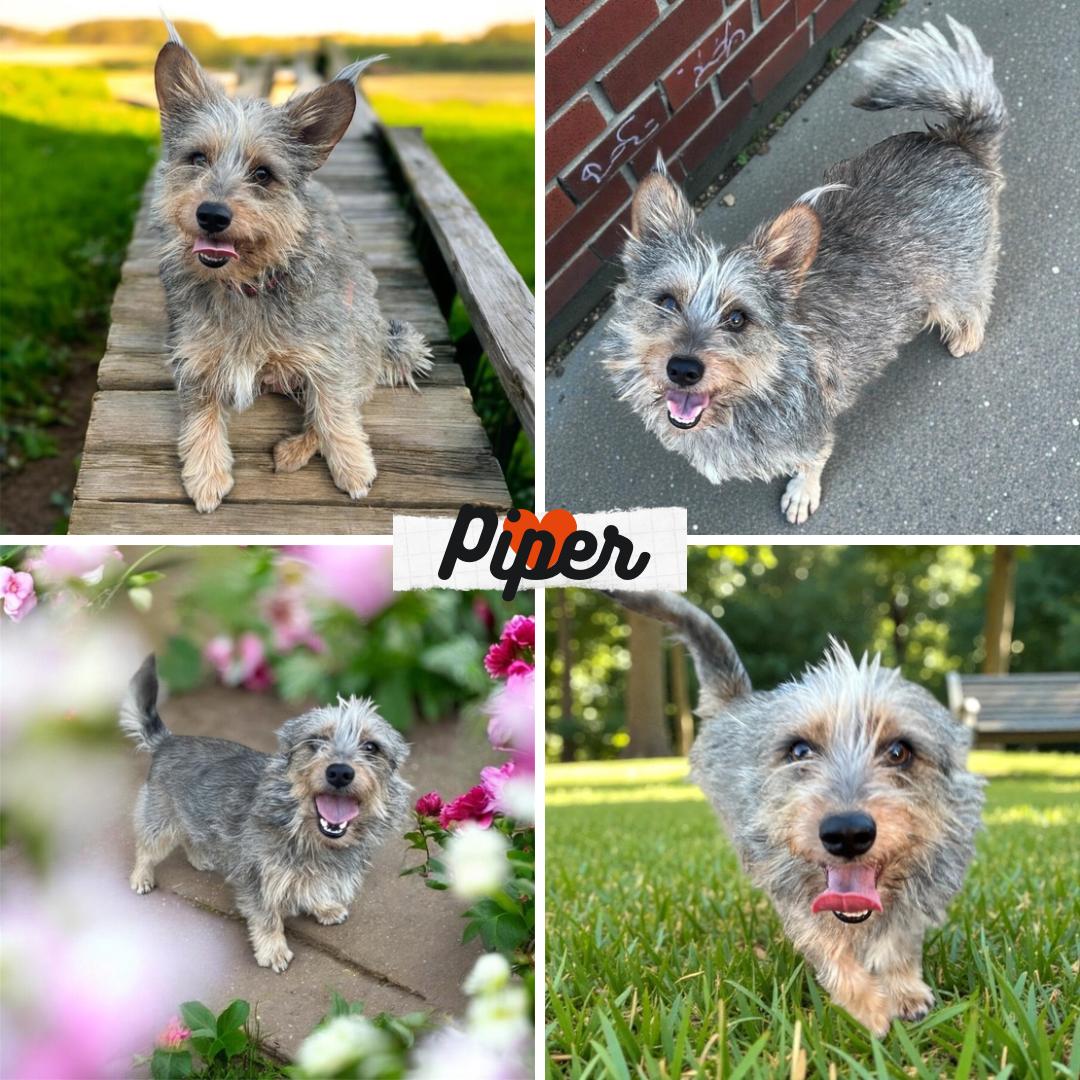 Piper, adopted, Young Female Cairn Terrier.